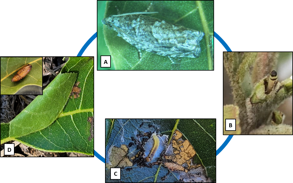 Effects of insecticides on percentage of egg hatch and adult