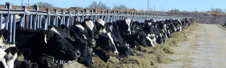 row of cows feeding on hay.