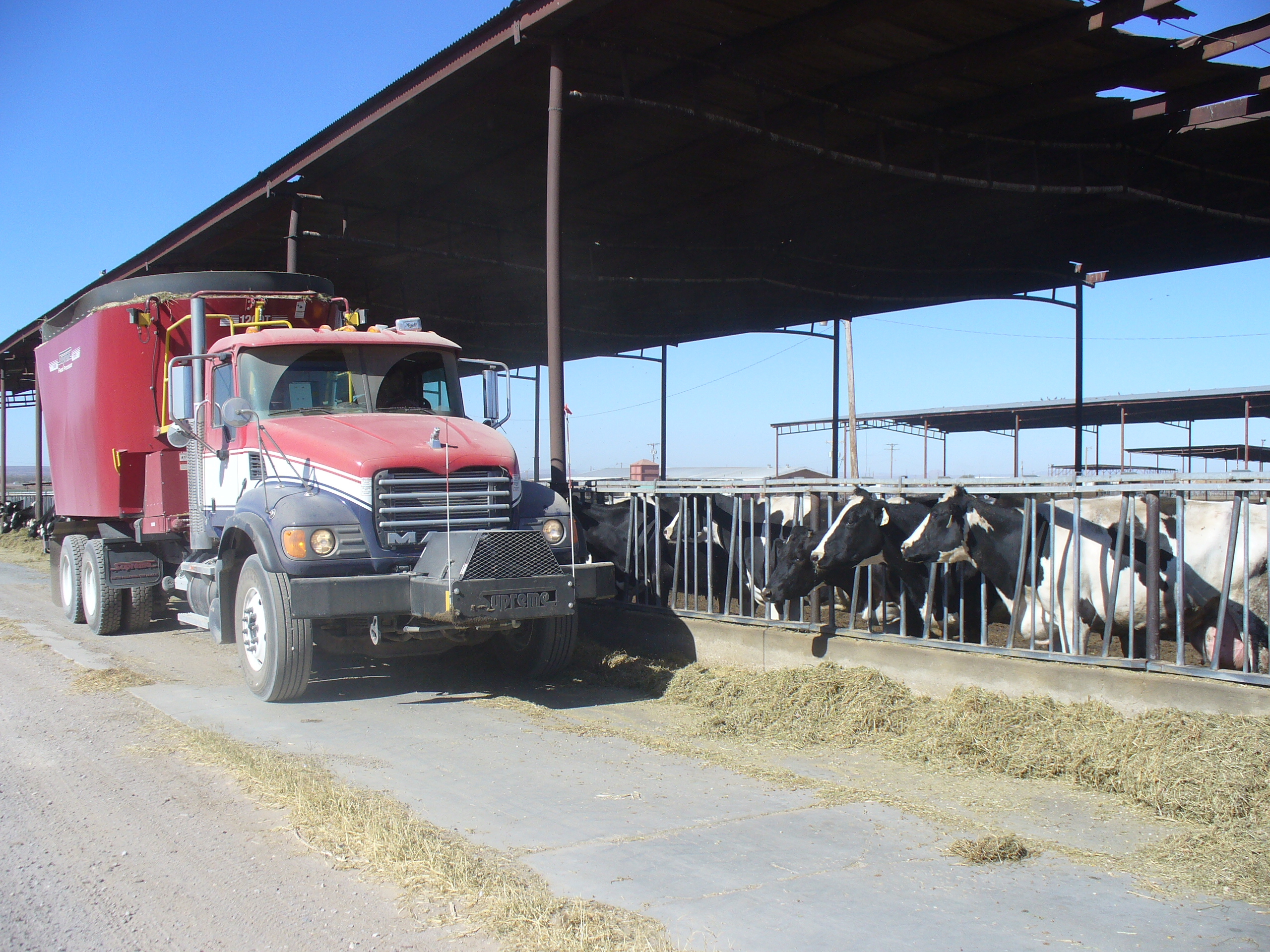 red feed truck distributing feed to cows at a dairy farm under a partially covered shed on a sunny day