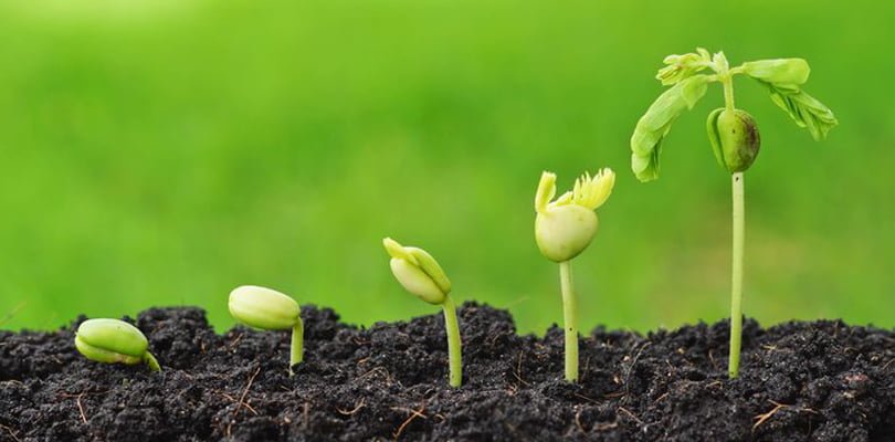 Tea Seed Meal Powder manufacturer Tea Seed Meal Powder manufacturer