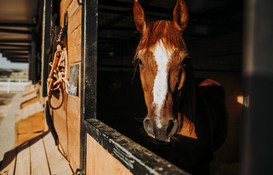 a brown horse standing in a stable.