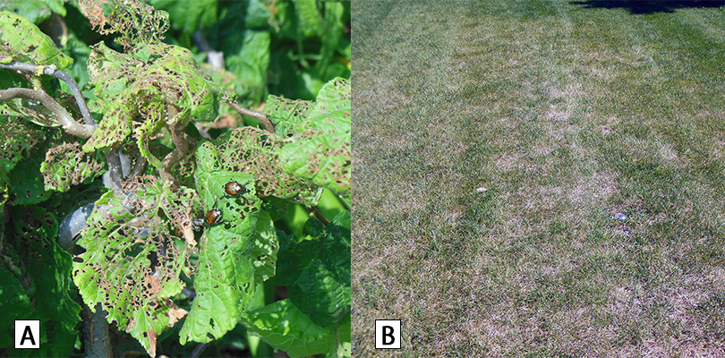 photo A has green leaves that are dying and have little holes in them due to the Japanese beetle damage. Photo B is a field that is dying due to damage. Half the field is dead. 
