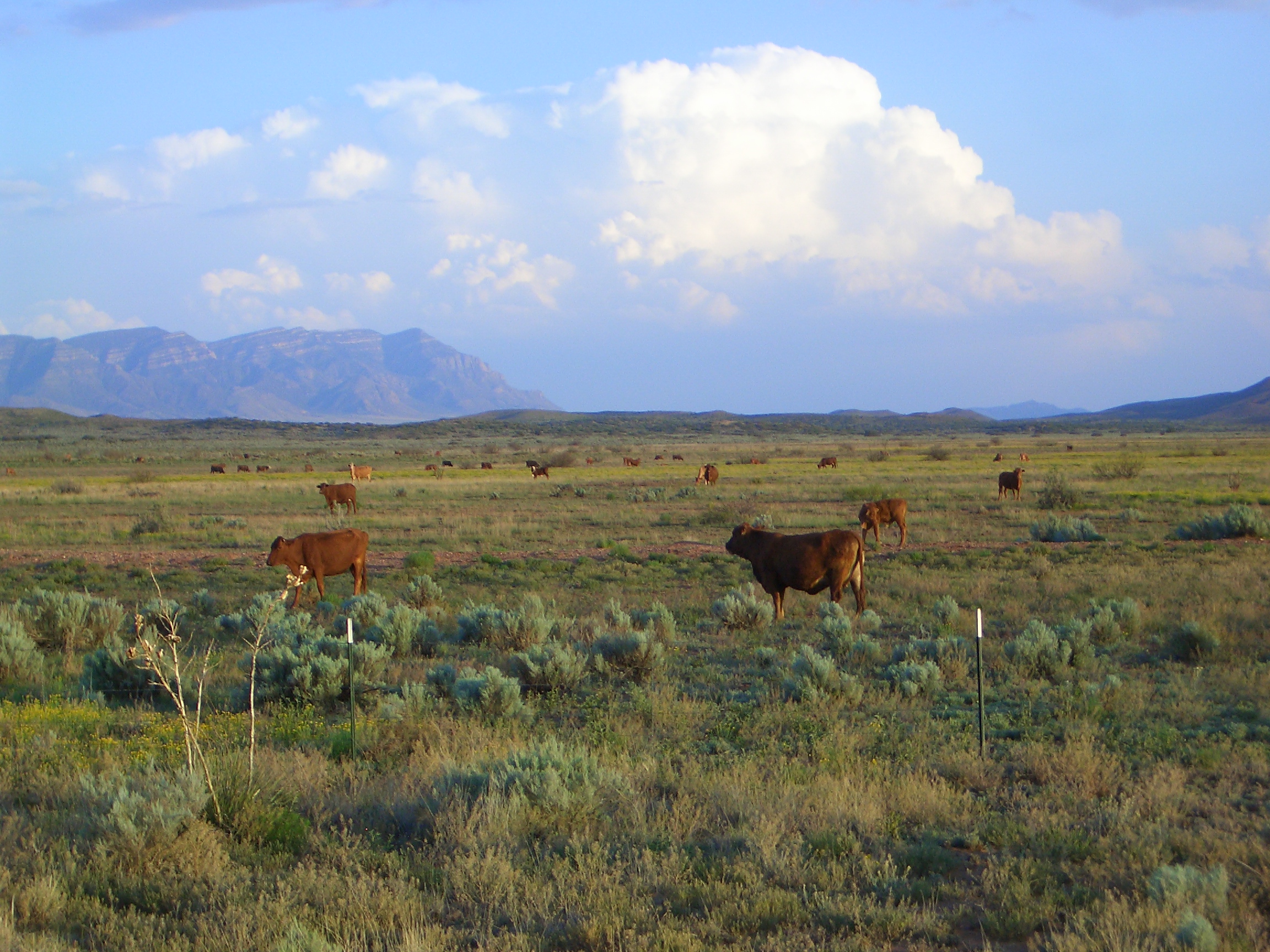 Ganado en pastizales abiertos, con pastos y arbustos del desierto en primer plano y montañas distantes bajo un cielo parcialmente nublado.
