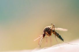 closeup of a mosquito.