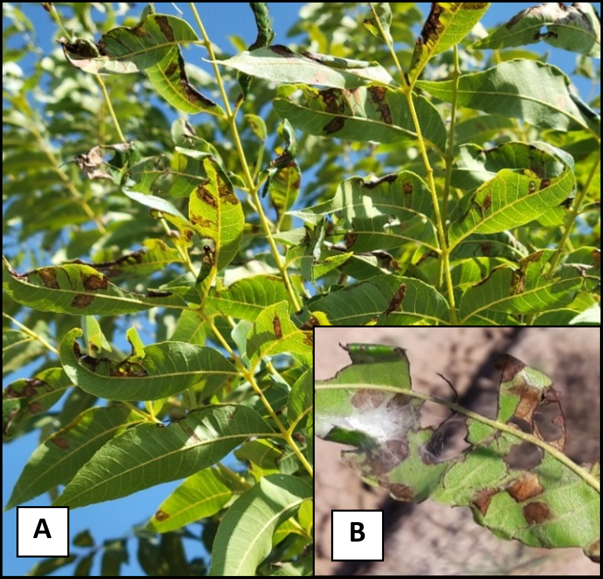 green leaves with brown around the edges from moth damage.