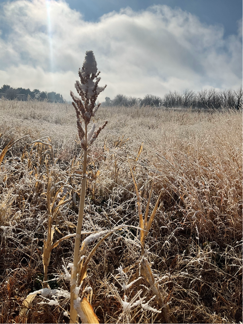 Un campo cubierto de escarcha con cultivos de cobertura de múltiples especies, con un solo tallo alto en foco, brillando bajo la luz del sol de la mañana bajo un cielo parcialmente nublado con árboles recortados en el fondo.