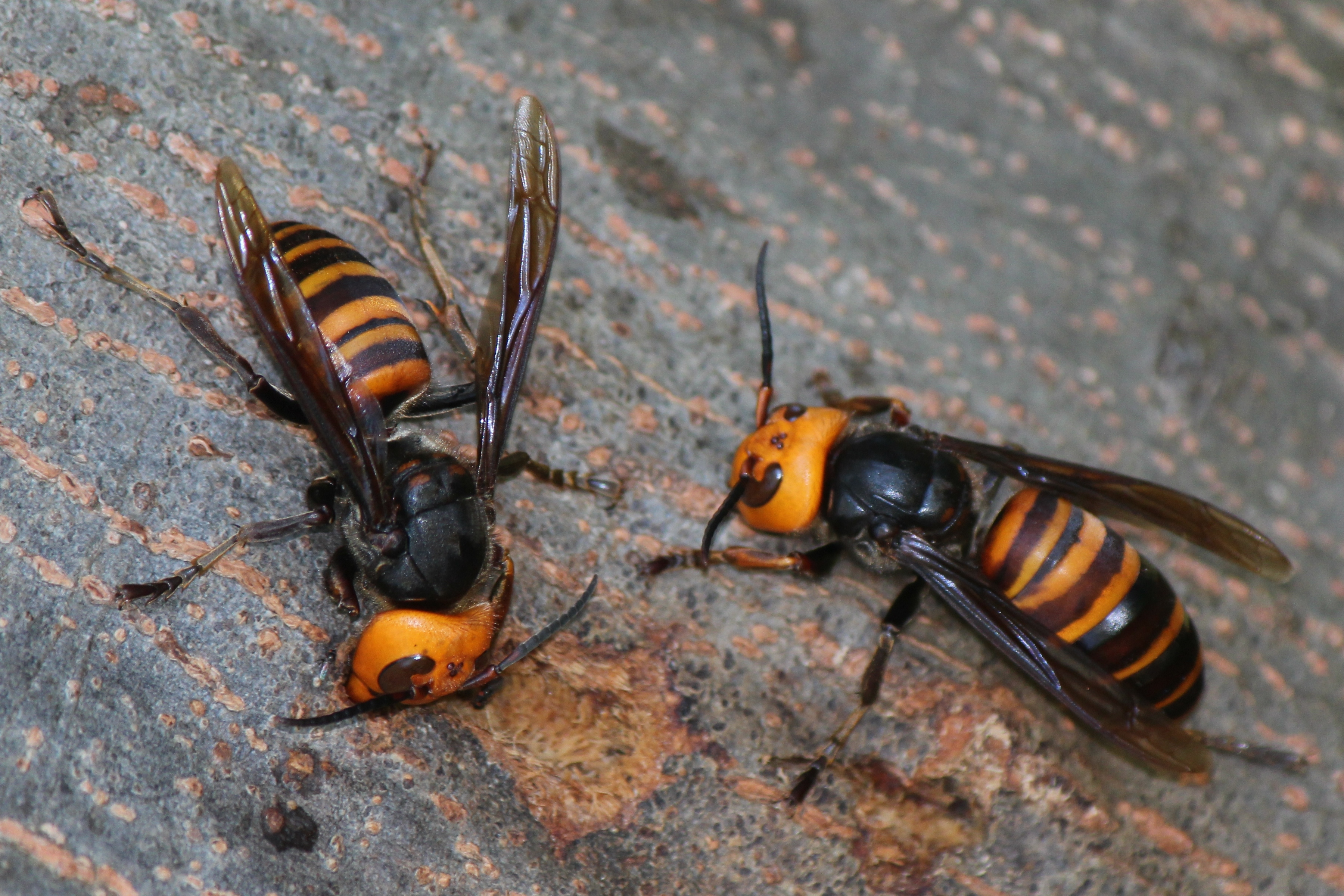 northern-giant-hornet