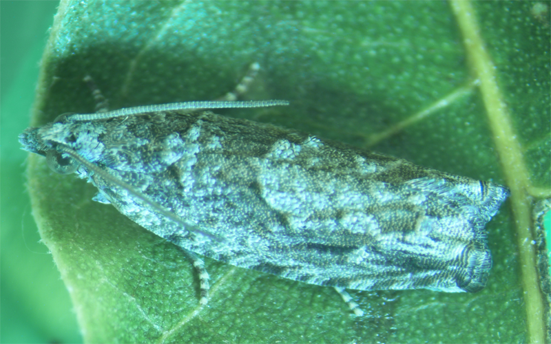 grey and tan moth with wings closed resting on a green leaf.